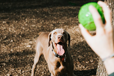 Dog in park